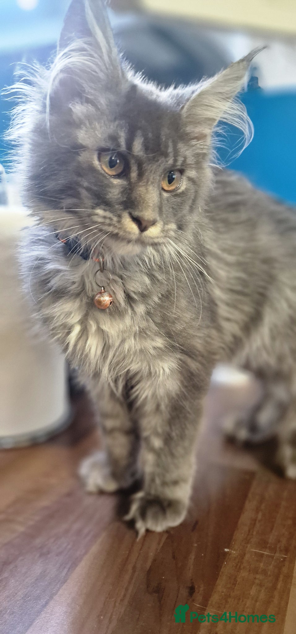 Maine Coon cats Last stunning Maine Coon kitten - Advert 1