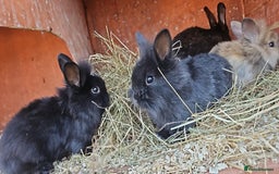 Lionhead rabbits for sale: Lion heads in Wigan - Image 28
