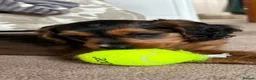 Cockapoo dogs for sale: Roxy Special F1b Cockapoo - Ready Now - Advert 4