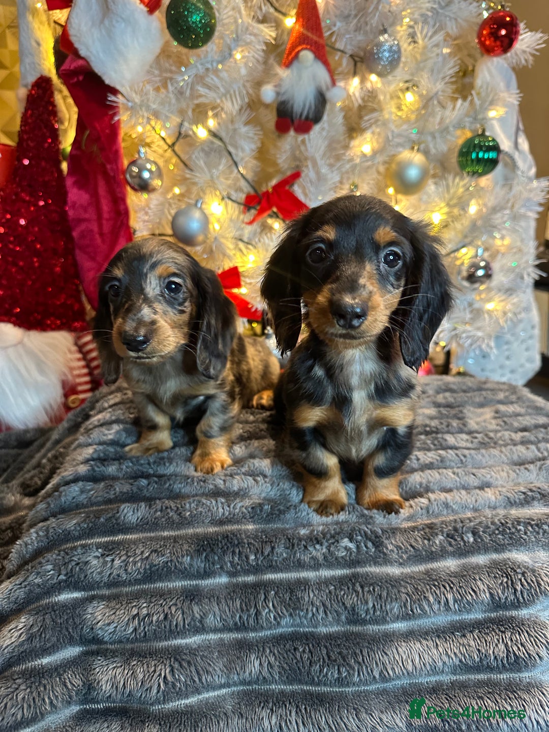 Miniature Dachshund dogs for sale: Long Haired Miniature Dachshund puppies - Advert 7