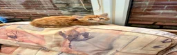 Mixed Breed cats for sale: Ginger-Tortie Kittens  - Advert 8