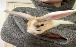 French Lop rabbits for sale: French lop Californian 4 does and a buck.  - Image 4