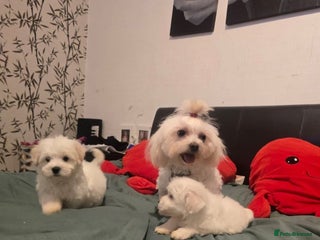 Maltese dogs - Advert 1