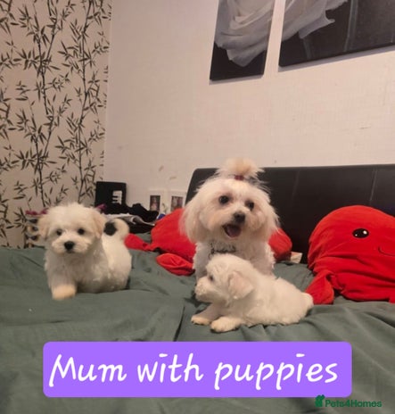 Maltese dogs - Advert 1