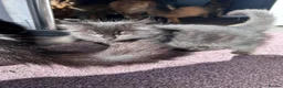 Mixed Breed cats for sale: Three beautiful kittens  - Advert 6