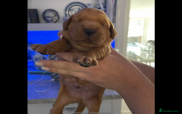 Golden Retriever dogs for sale: KC reg fox Red golden retrievers  - Image 8