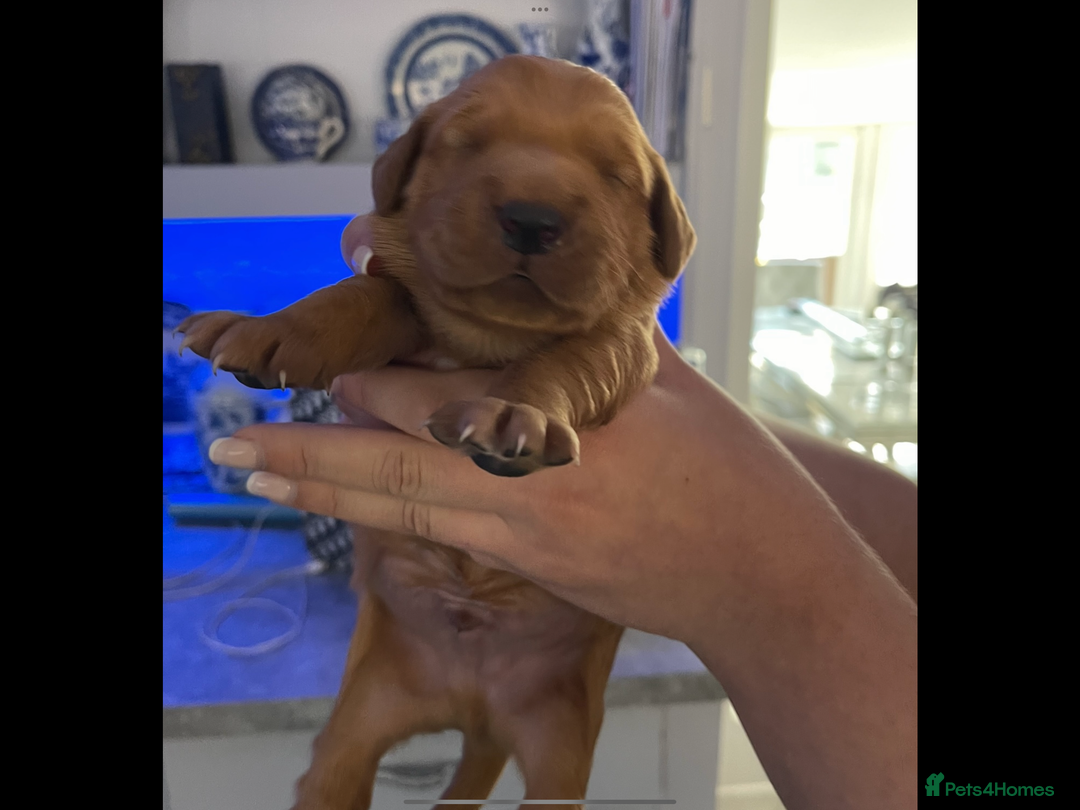 Golden Retriever dogs for sale: KC reg fox Red golden retrievers  - Image 8