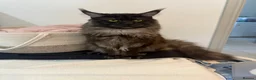 Maine Coon cats for sale: Maine Coon Cross Kittens,1 Male,1 Female,Ready May - Advert 2