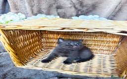 British Shorthair cats for sale: Tica reg 🌈 10colours British shorthair kittens  - Image 5