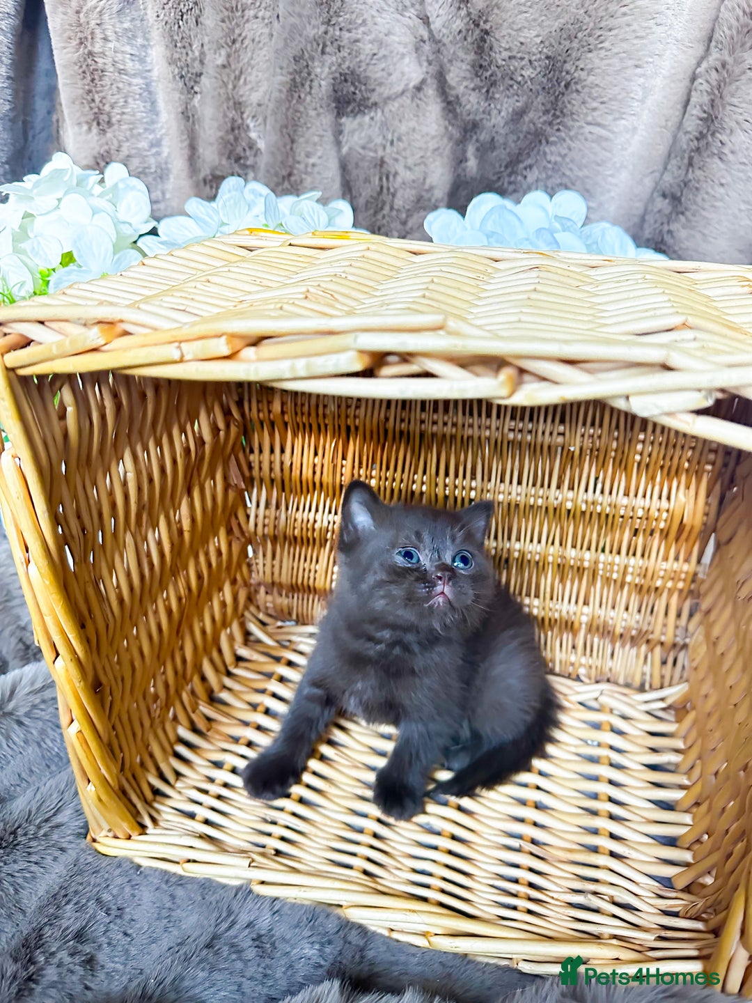 British Shorthair cats for sale: Tica reg 🌈 10colours British shorthair kittens  - Image 5