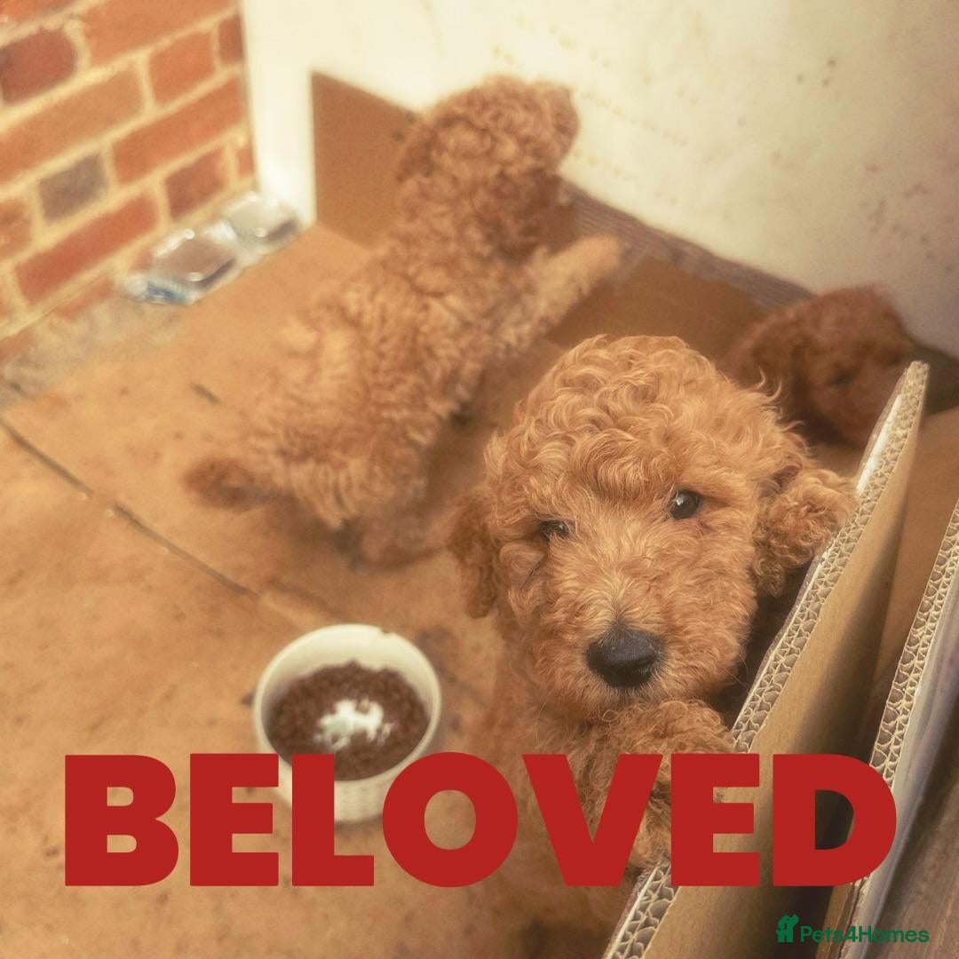 Standard Poodle dogs for sale: Beautiful Red Standard Poodles 3 Puppies Available - Image 2