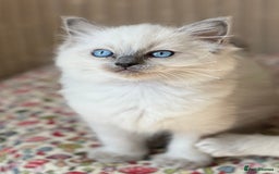 Ragdoll cats for sale:  Beautiful Blue colour point Ragdoll kittens   - Image 2