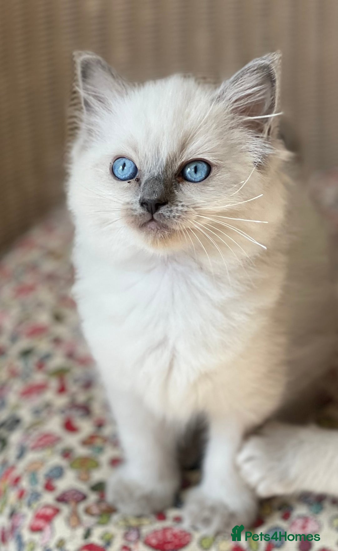 Ragdoll cats for sale:  Beautiful Blue colour point Ragdoll kittens   - Image 2