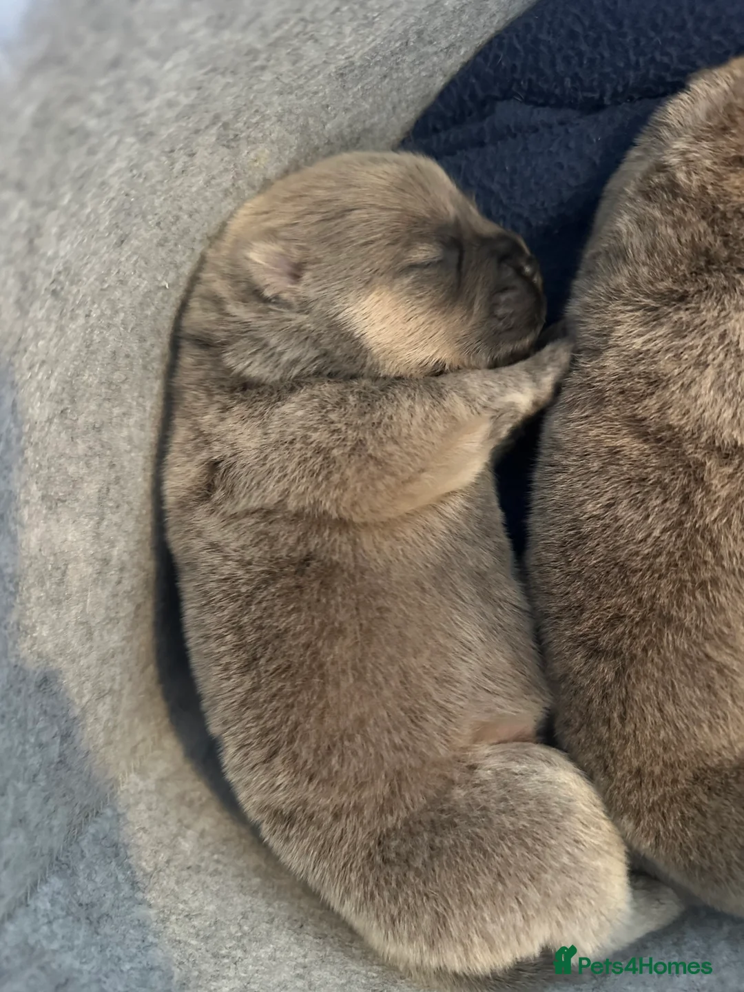 Chow Chow dogs for sale: KC Registered Chow Chow Puppies for Sale  in Fleetwood - Advert 18