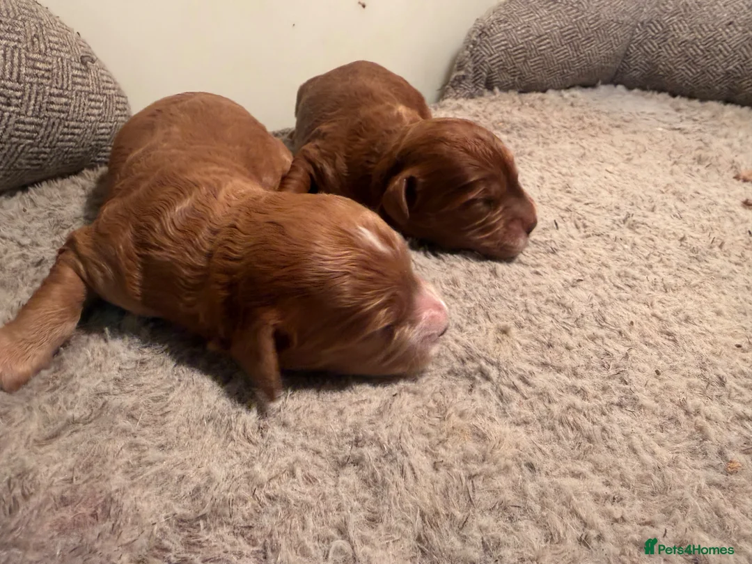 Cockapoo dogs for sale: Dark Fox red F1 toy / show cocker health tested - Advert 13