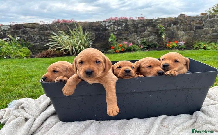 Labrador Retriever dogs - Advert 4