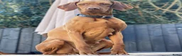 Hungarian Vizsla dogs for sale: Hungarian Vizsla Puppies for Sale - Advert 3