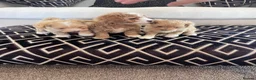 Maltipoo dogs for sale: F1 Toy Maltipoo puppies - Advert 2