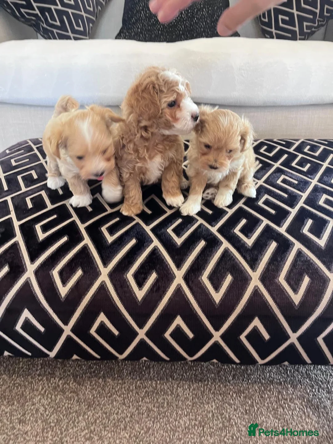 Maltipoo dogs for sale: F1 Toy Maltipoo puppies - Advert 2
