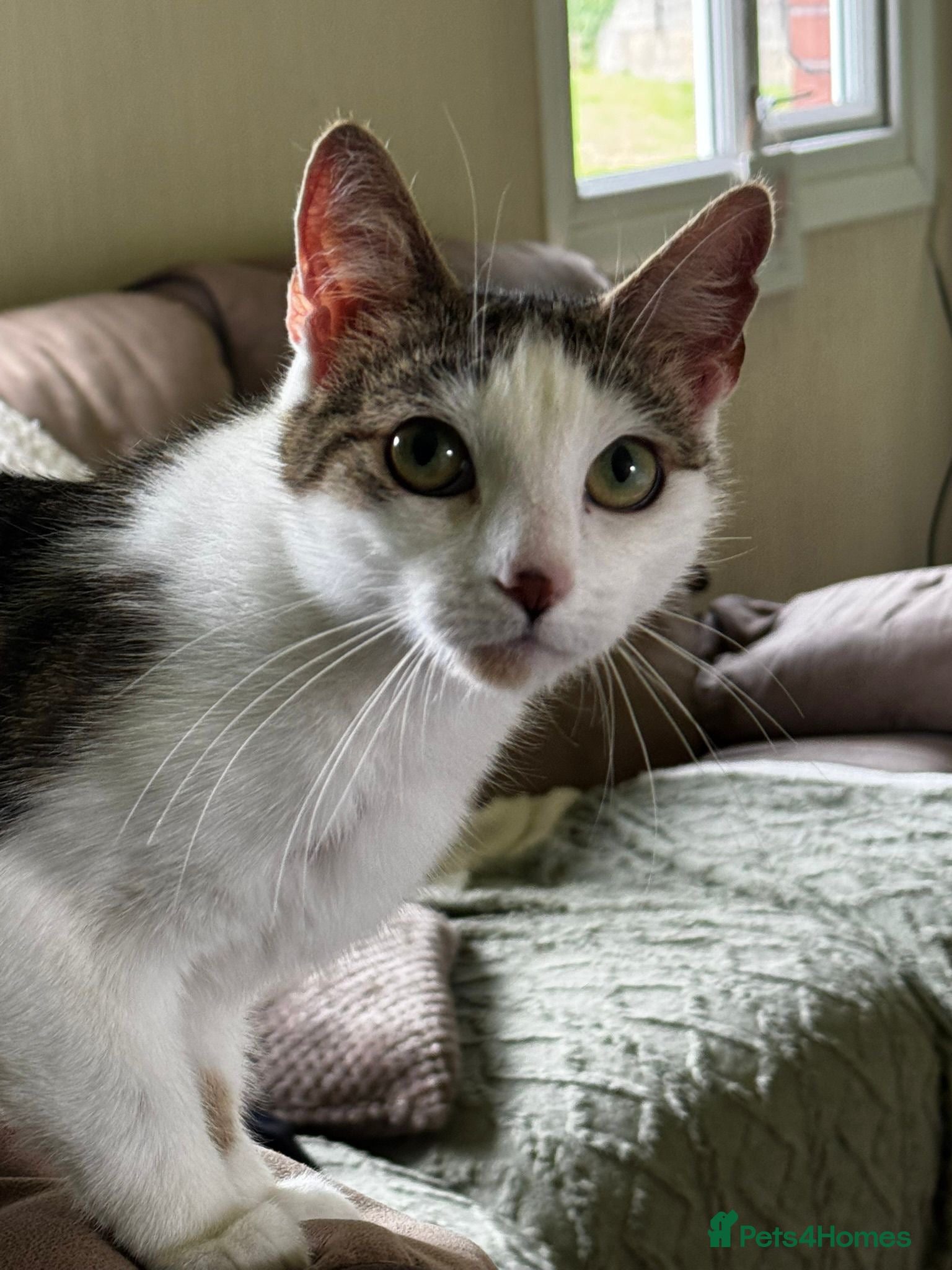 Mixed Breed cats In need of a loving home - Advert 4