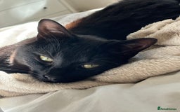British Shorthair cats for sale: Two Cats for rehoming - Image 5