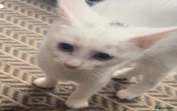 Mixed Breed cats for sale: Beautiful brother and sister  - Image 1