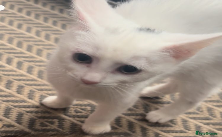 Mixed Breed cats for sale - Advert 2