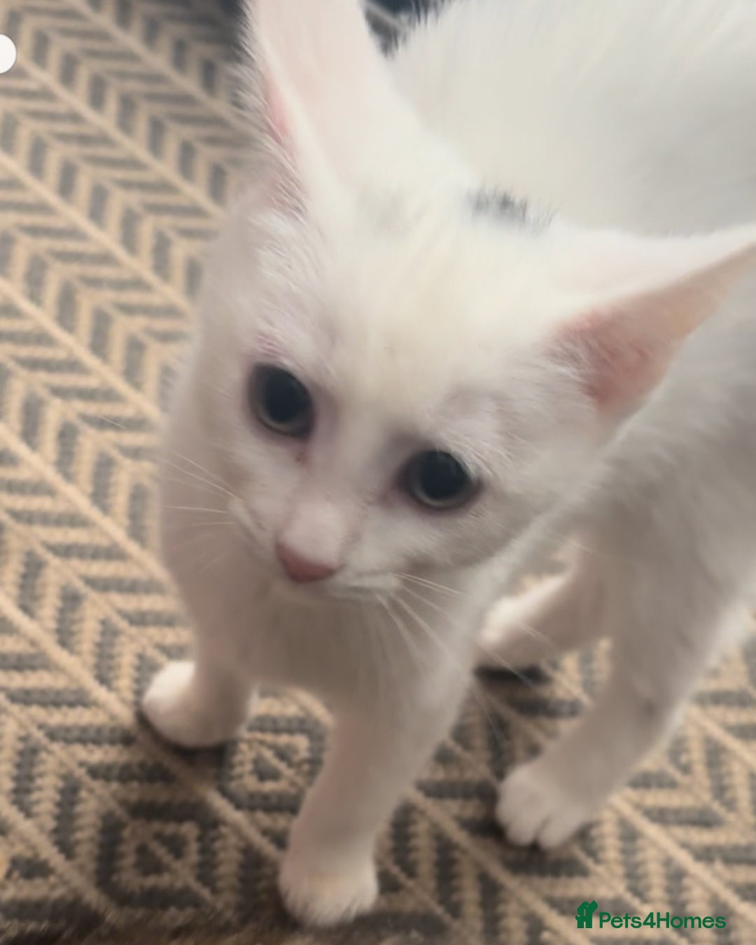 Mixed Breed cats for sale: Beautiful brother and sister  - Image 1