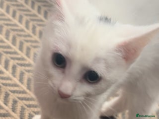 Mixed Breed cats - Advert 35