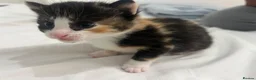 Mixed Breed cats for sale: Kittens  - Advert 3