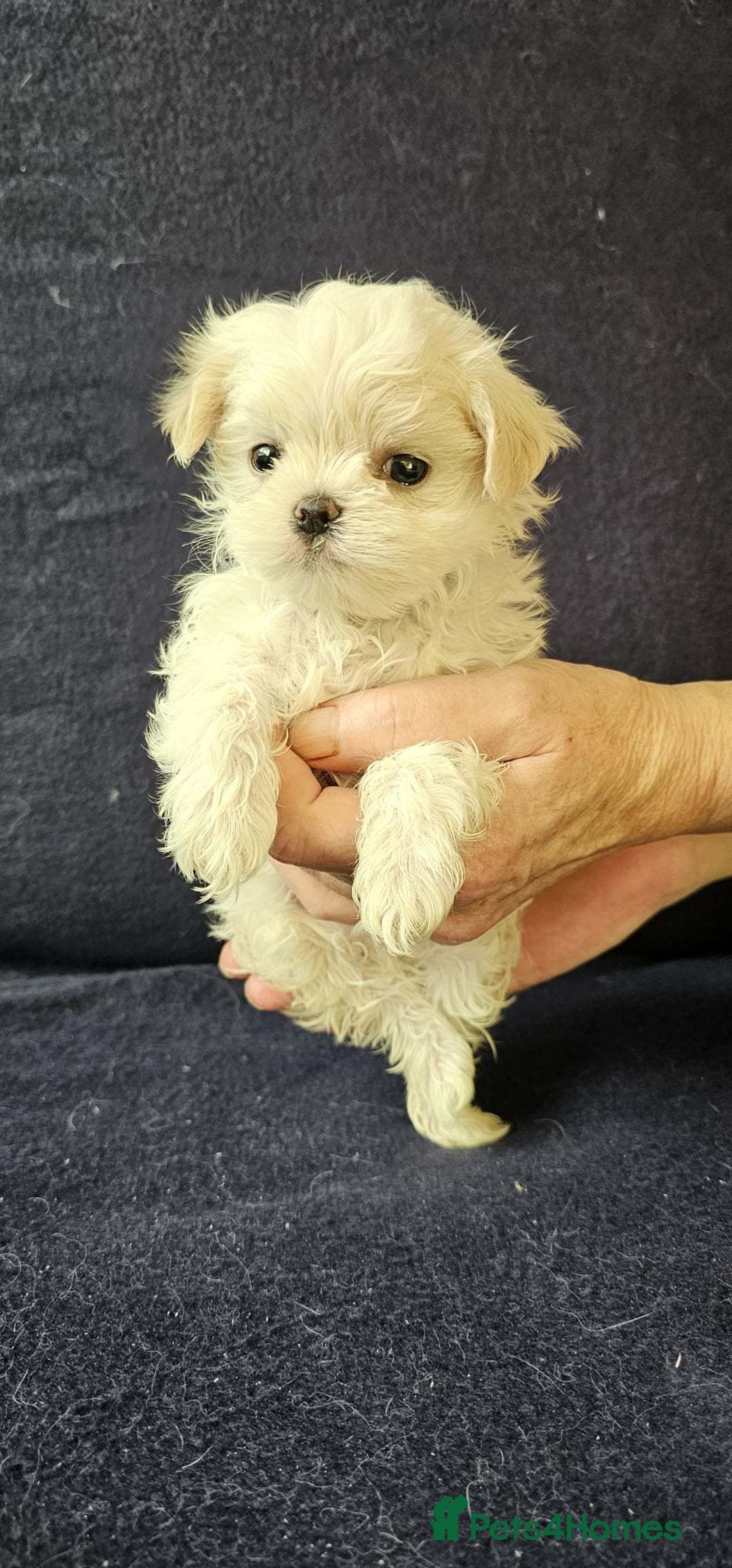 Maltese dogs for sale: Mini Maltese  - Advert 9