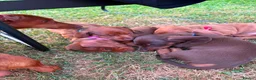 Miniature Dachshund dogs for sale: Beautiful Miniature Dachshunds 🐾 - Advert 15