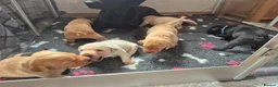 Labrador Retriever dogs for sale: 1 Male labrador pup available good health testing in Hastings - Advert 4