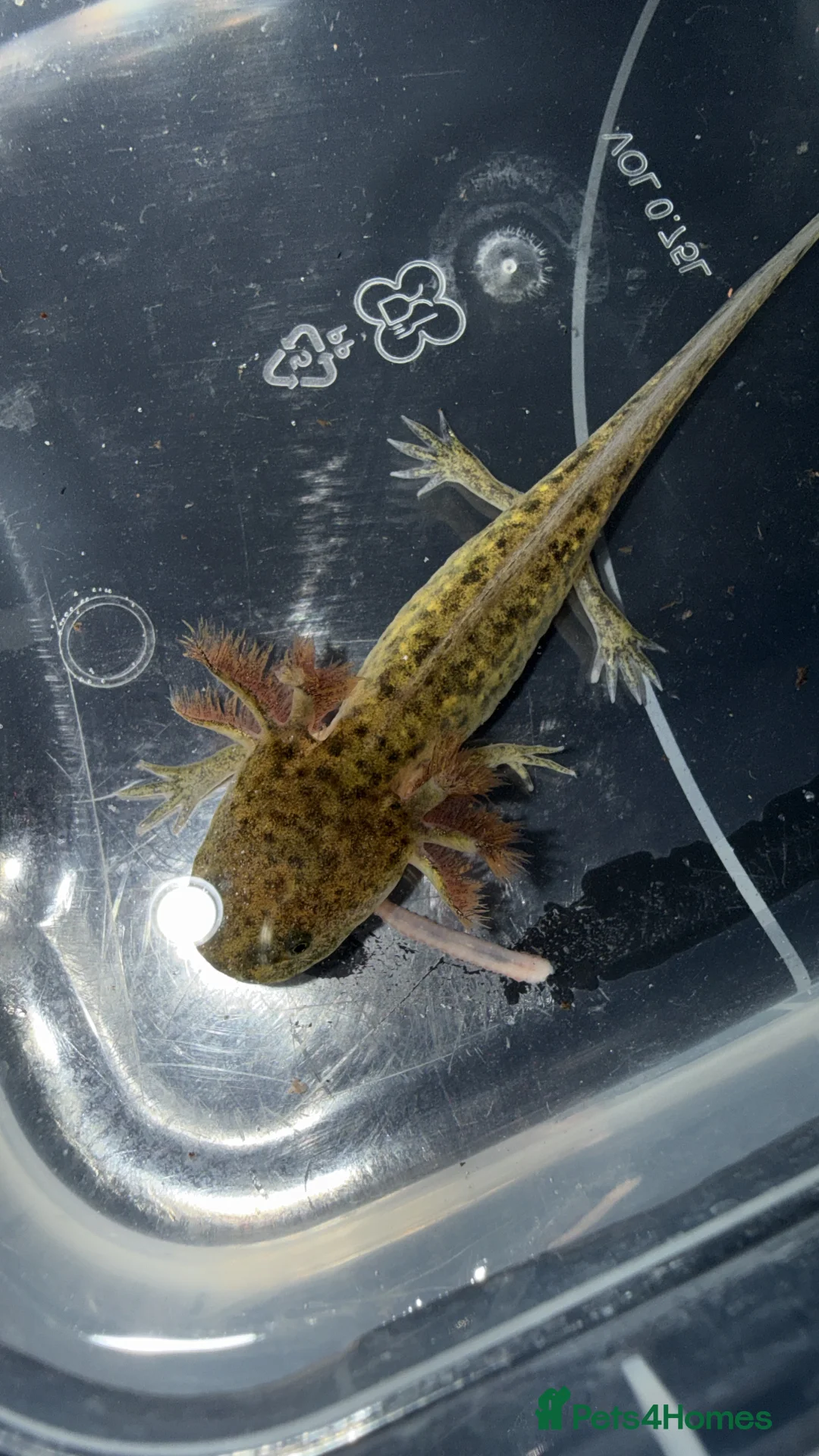 Axolotl reptiles for sale: Axolotls various morphs - Advert 2