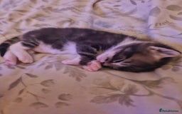 Mixed Breed cats for sale: 🐾 Emma & Bianca – Bengal Mix Sisters 🐾 - Image 10