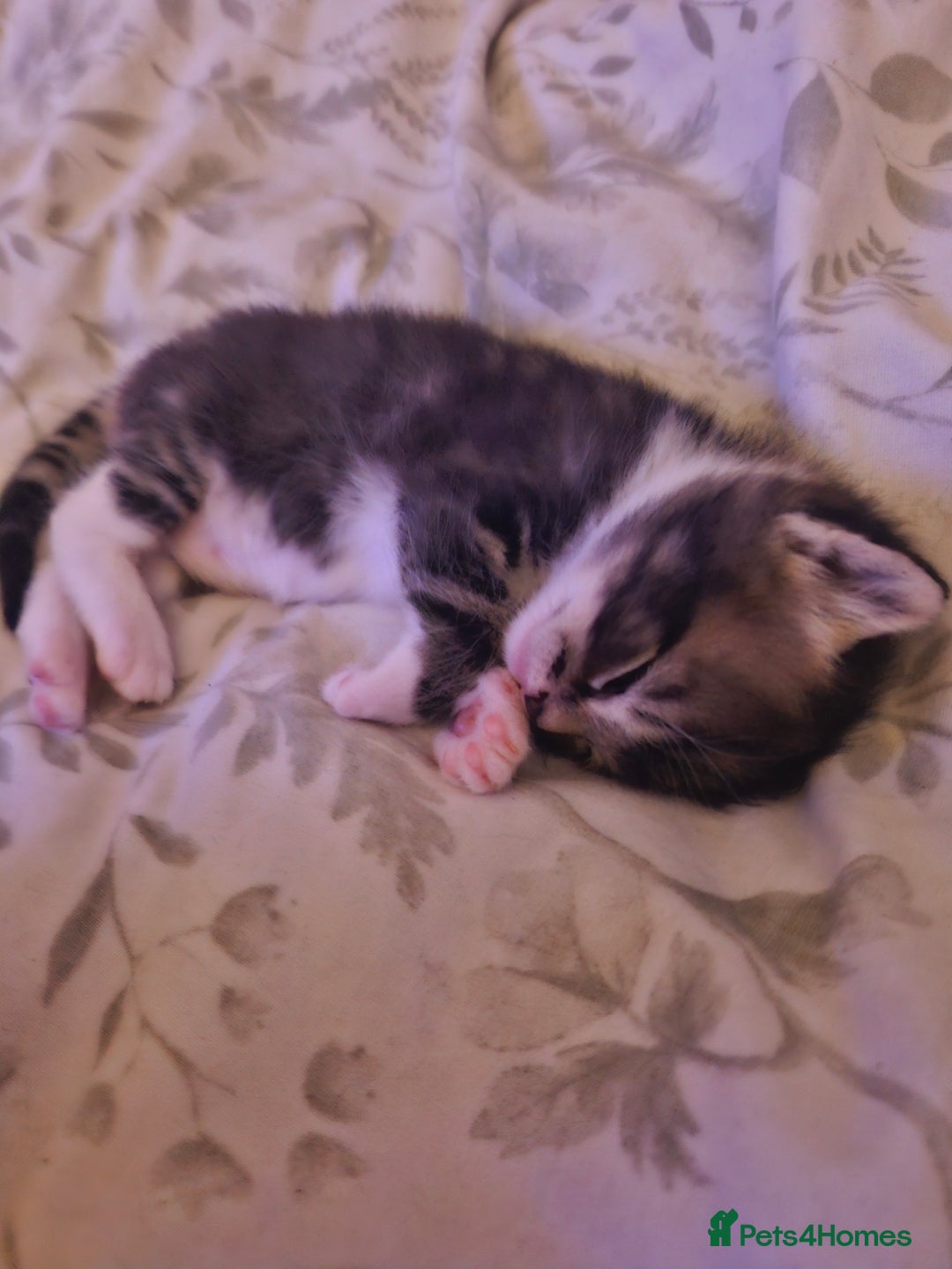 Mixed Breed cats for sale: 🐾 Emma & Bianca – Bengal Mix Sisters 🐾 - Image 10