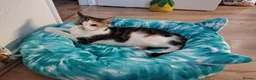 Mixed Breed cats for sale: Boy kitten ready to leave  - Advert 2