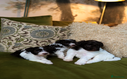 Mixed Breed dogs for sale: Adorable Schnoodle puppies  - Image 12