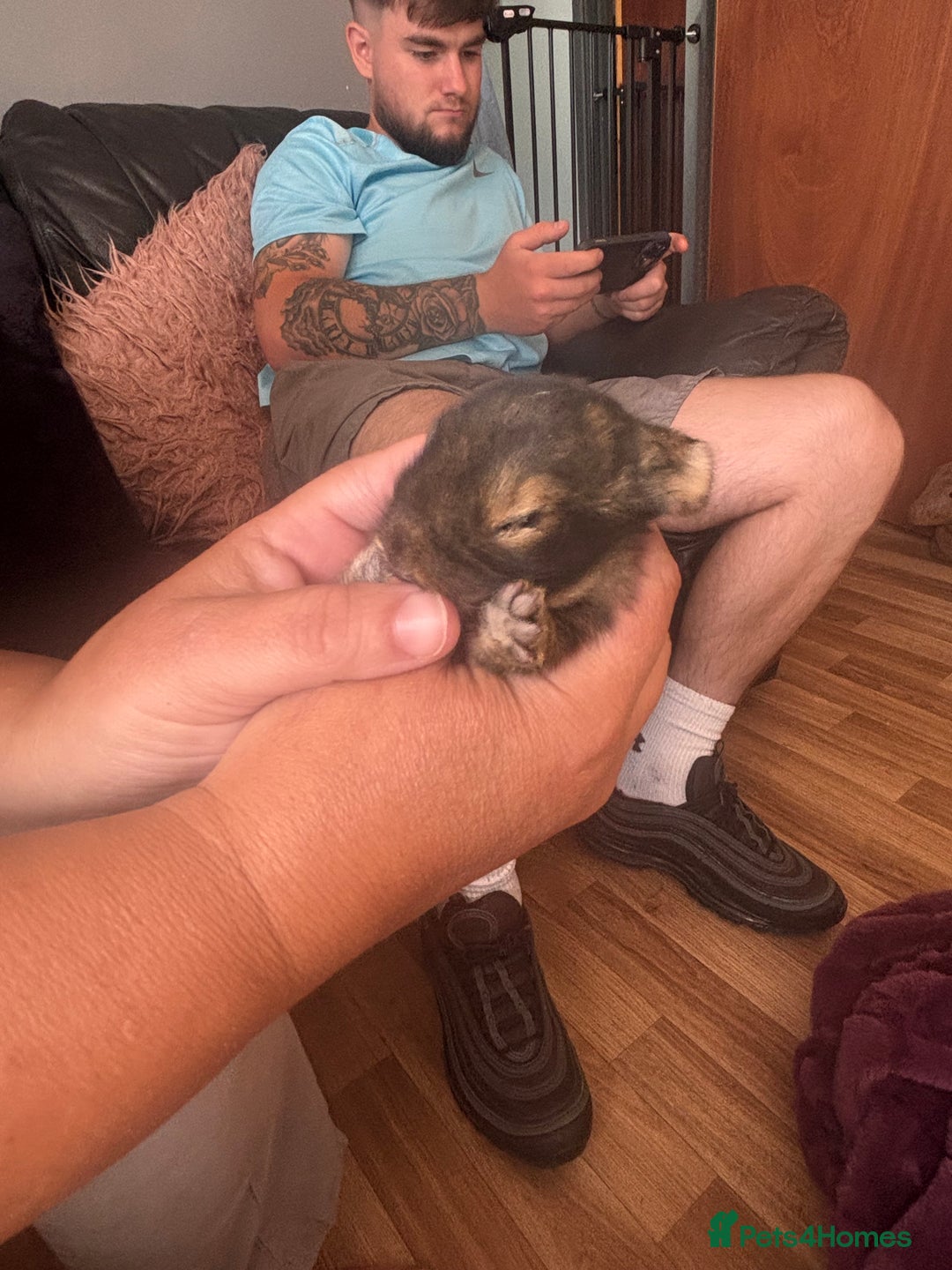 Mini Lion Lop rabbits for sale: Mini lion lops  - Image 9