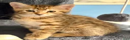 Bengal cats for sale: Beautiful kittens 🐈‍⬛  - Advert 5