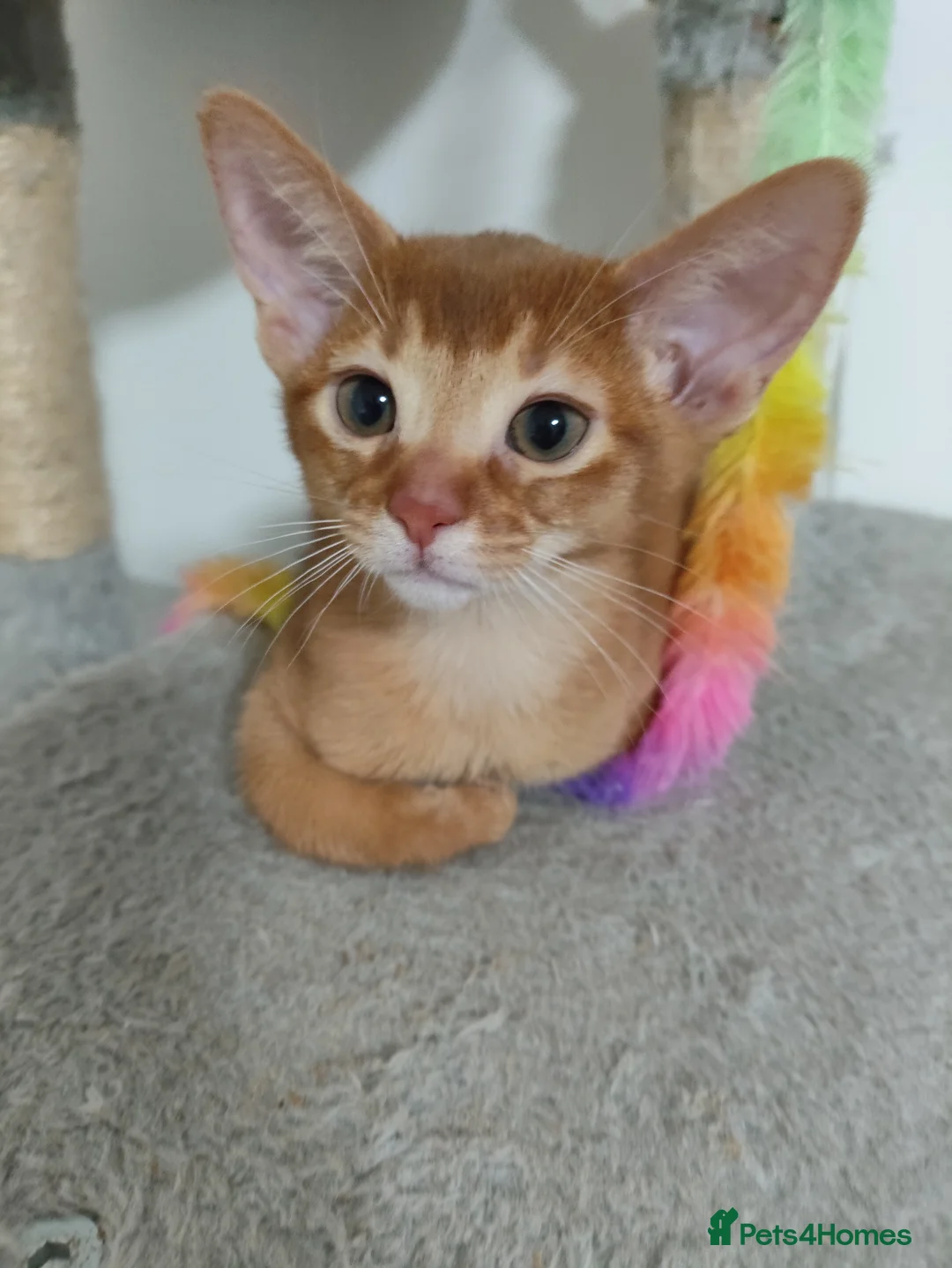 Abyssinian cats for sale: Beautiful Abyssinian Kittens 🐈 - Advert 8
