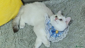 British Shorthair cats - Advert 15