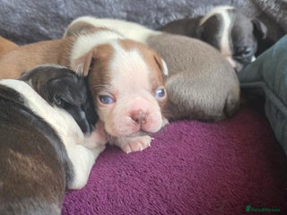 Boston Terrier dogs Stunning KC Reg Boston Terrier - Advert 11