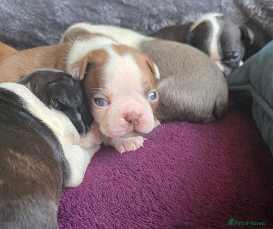 Boston Terrier dogs Stunning KC Reg Boston Terrier - Advert 1