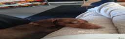 Miniature Dachshund dogs for sale: Miniature dachshund  - Advert 3