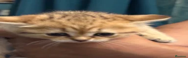 British Shorthair 1