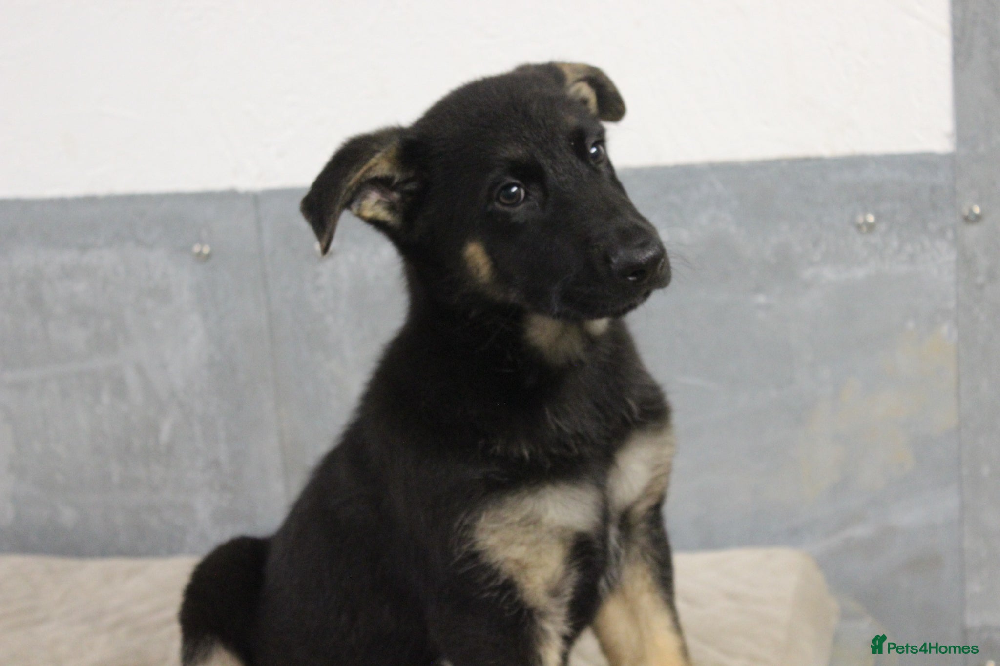 German Shepherd dogs for sale: German Shepherd Puppies  - Advert 15