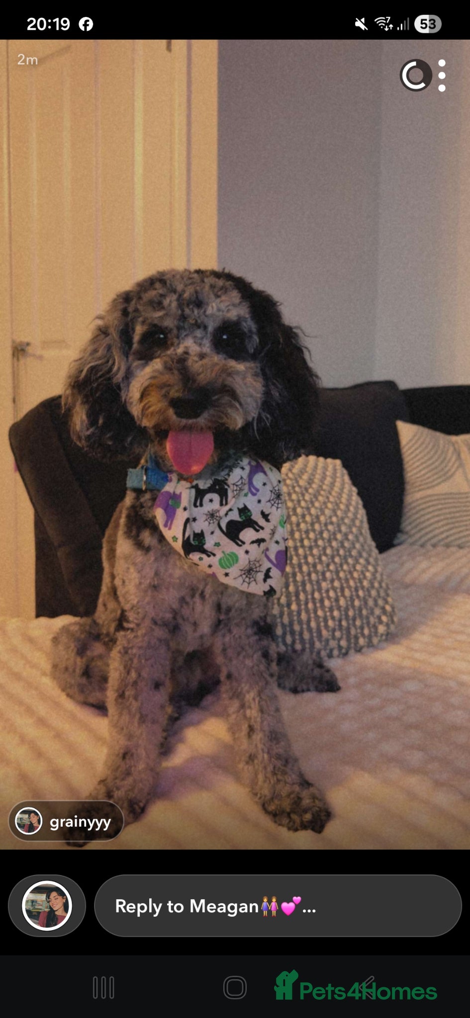 Cockapoo dogs for stud: Handsome Merle for Stud - Advert 8