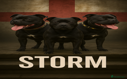 Staffordshire Bull Terrier dogs for sale: Confirmation of pregnancy  - Advert 2