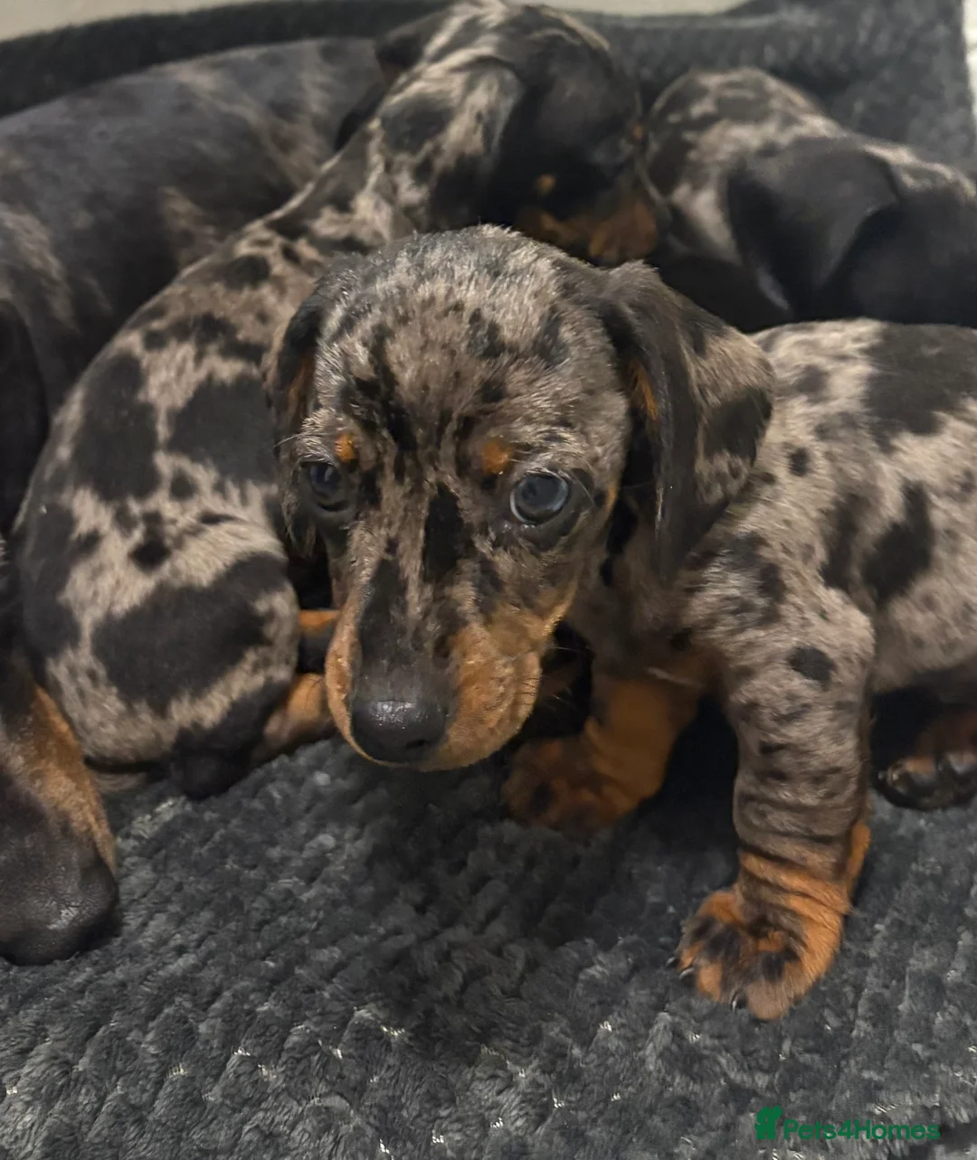 Miniature Dachshund dogs for sale: Miniature dachshunds 🐾 Ready to leave 🩷🩵 - Advert 2